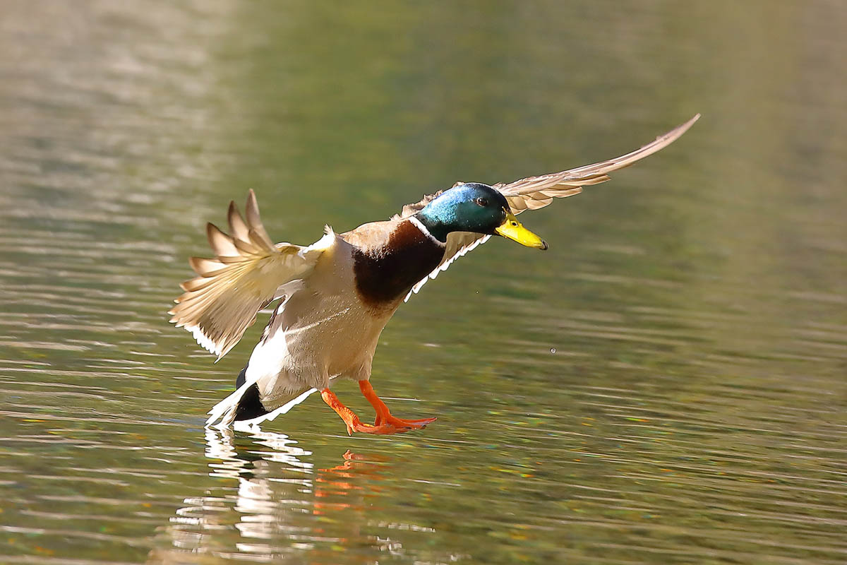 2020-12-16-Erpel im Flug