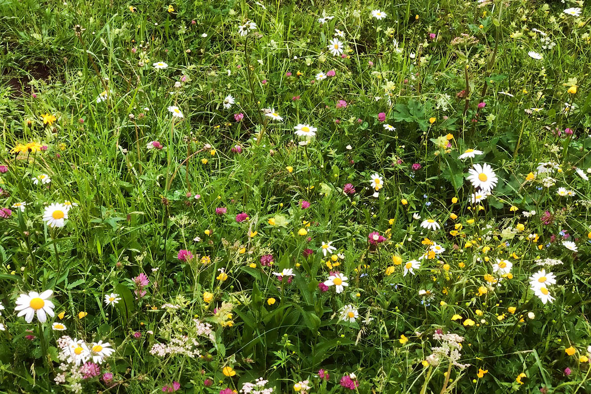 2020-12-31-Blumenwiese_web